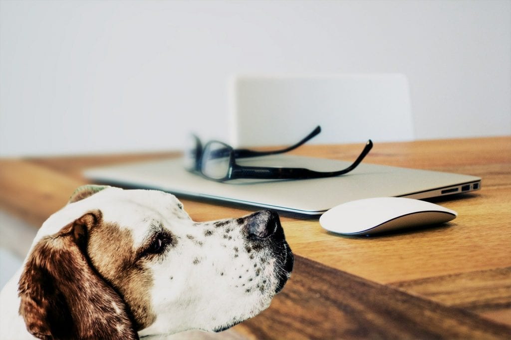 Hund betrachtet Tisch mit Laptop, Brille und Maus; unscharfer Stuhl im Hintergrund.